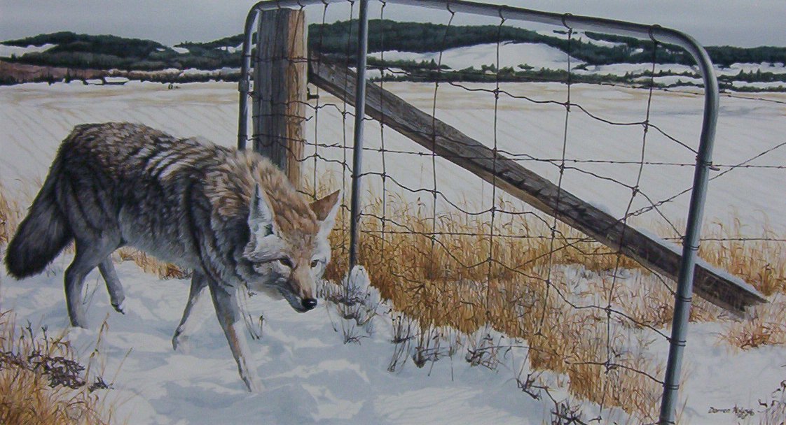 Darren Haley - Homecoming Coyote